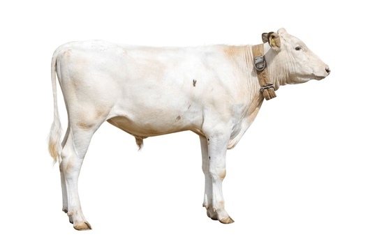 КАРАМЕЛЬ РЕД 2606  ET